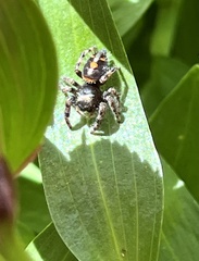 Phidippus audax