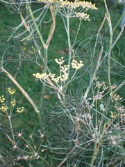 Foeniculum vulgare dulce