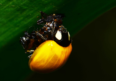 Coccinellini