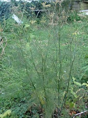 Foeniculum vulgare dulce