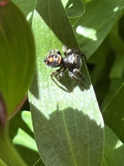 Phidippus audax