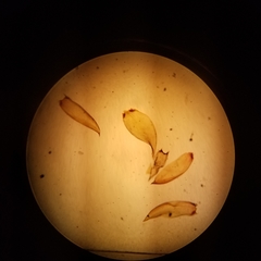 Sematophyllum demissum