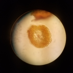 Sematophyllum demissum