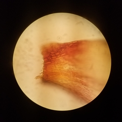 Sematophyllum demissum