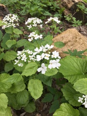 Pachyphragma macrophyllum