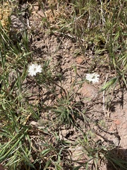 Blepharipappus scaber