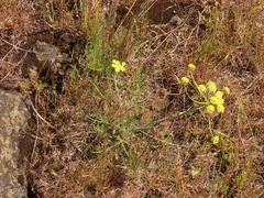 Lomatium triternatum brevifolium