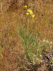 Lomatium triternatum brevifolium