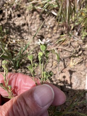 Blepharipappus scaber