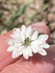 Blepharipappus scaber