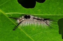 Dasychira dorsipennata