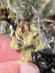 Astragalus obscurus