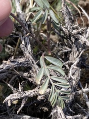 Astragalus obscurus