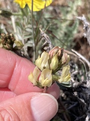 Astragalus obscurus