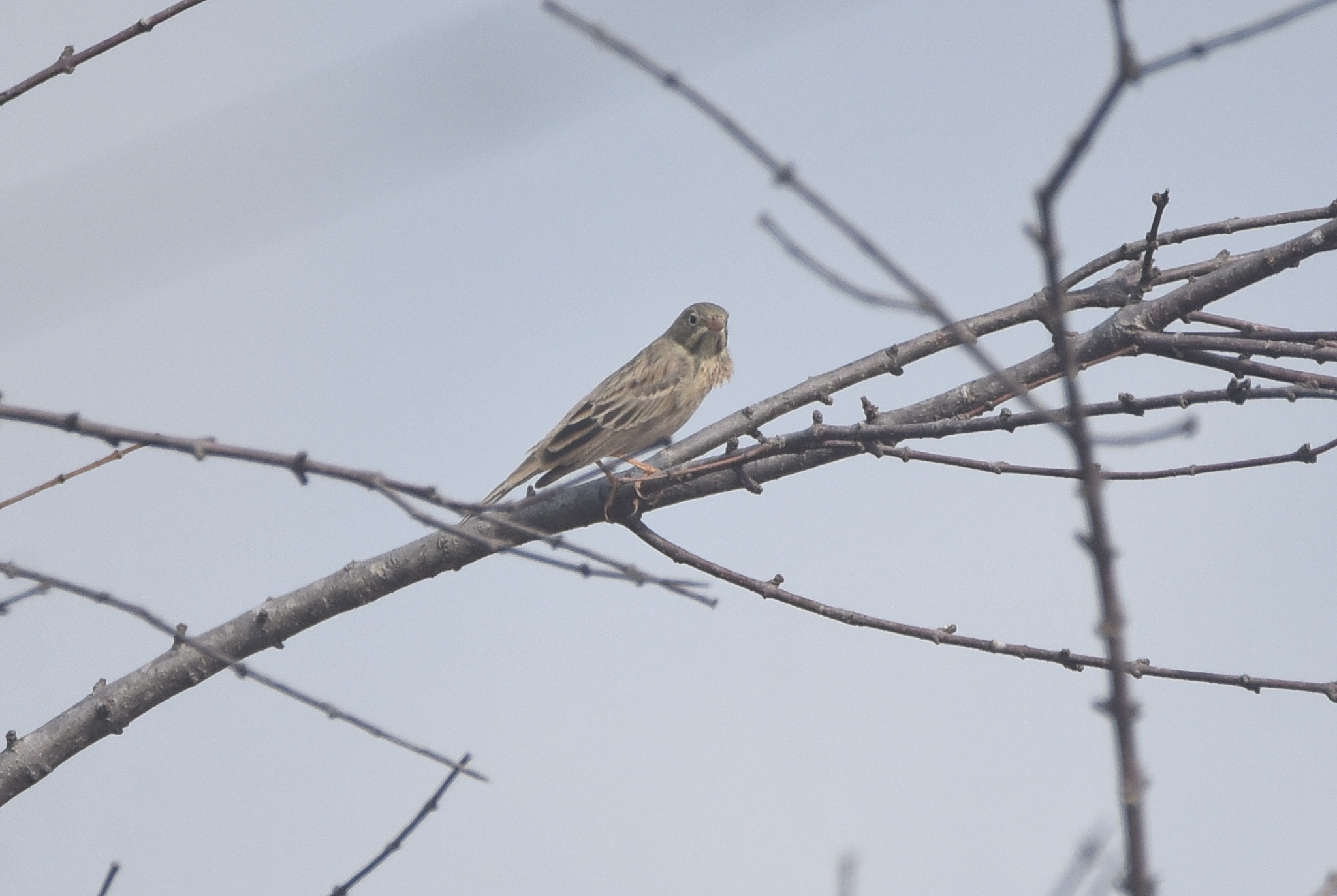 Grey-necked Bunting