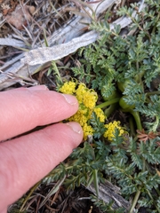 Lomatium cous