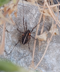 Zachaeus