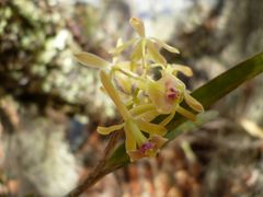 Epidendrum lignosum
