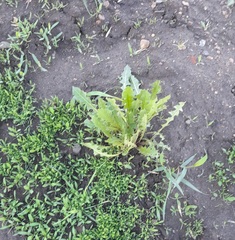 Taraxacum officinale