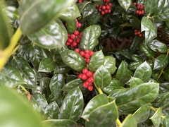 Ilex cornuta