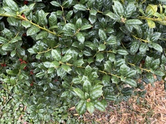 Ilex cornuta