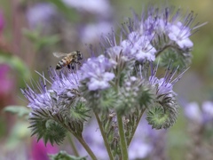 Apis mellifera