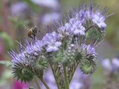 Apis mellifera