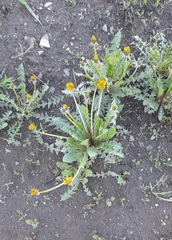 Taraxacum officinale