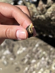 Mexacanthina