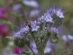 Apis mellifera