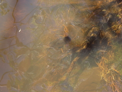 Gymnogeophagus balzanii