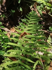 Christella parasitica