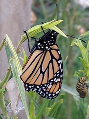 Danaus plexippus