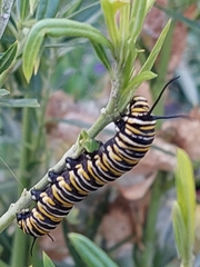 Danaus plexippus
