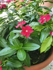 Catharanthus roseus
