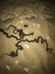 Macrophiothrix