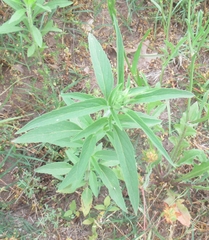 Monarda punctata