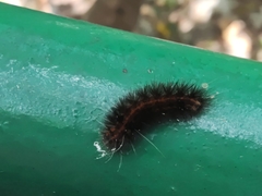 Lepidoptera