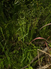 Sphenopholis pensylvanica