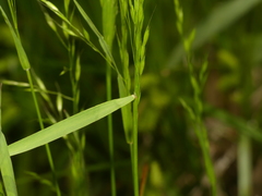 Sphenopholis pensylvanica