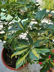 Heptapleurum arboricola