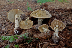 Amanita pantherinoides