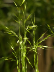 Sphenopholis pensylvanica