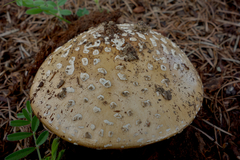 Amanita pantherinoides