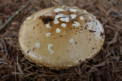 Amanita pantherinoides