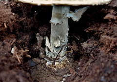 Amanita pantherinoides