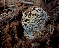 Amanita pantherinoides