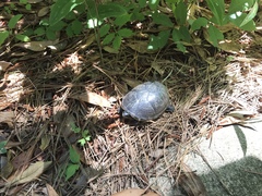 Kinosternon subrubrum subrubrum