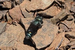 Hoplitis fulgida