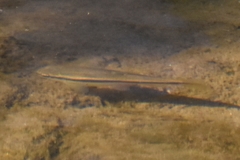 Rhinichthys atratulus